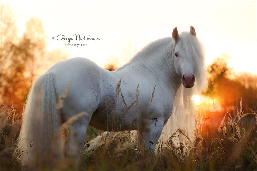 Magic stallion Hermits Titanium, Tinker horse breed